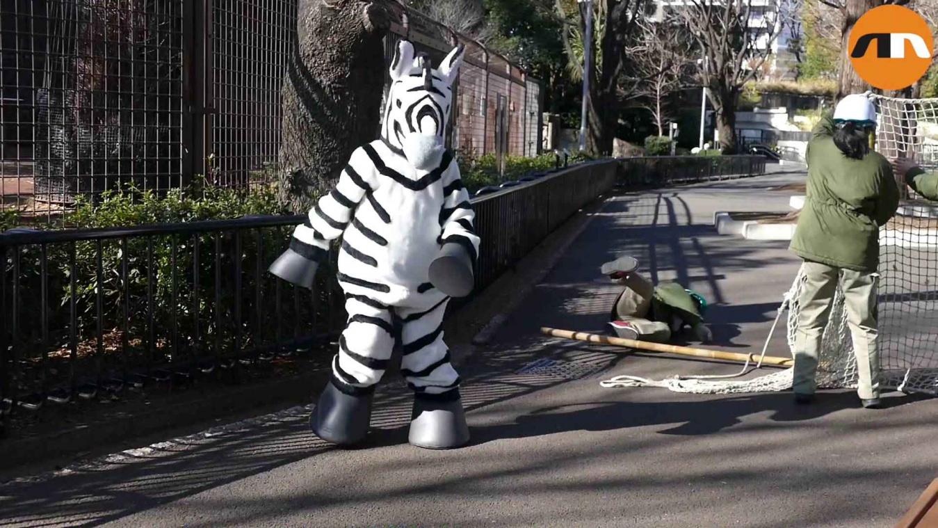 Japanse zoo bereidt zich op hilarische wijze voor op ontsnappingspoging van zebra's