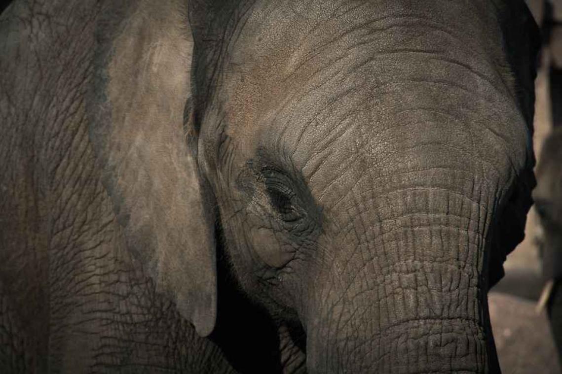 Schotse toerist vertrappeld door olifant in Thailand