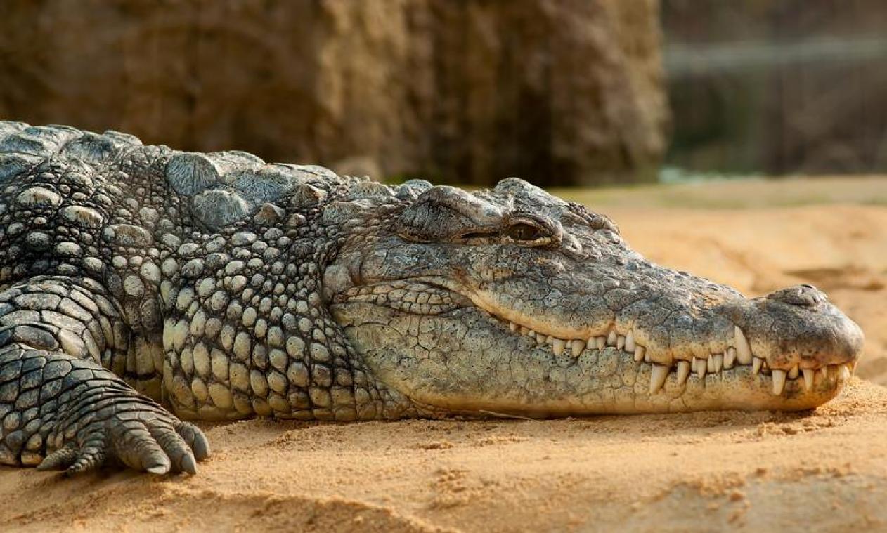 Australische rangers vangen krokodil van 600 kilo