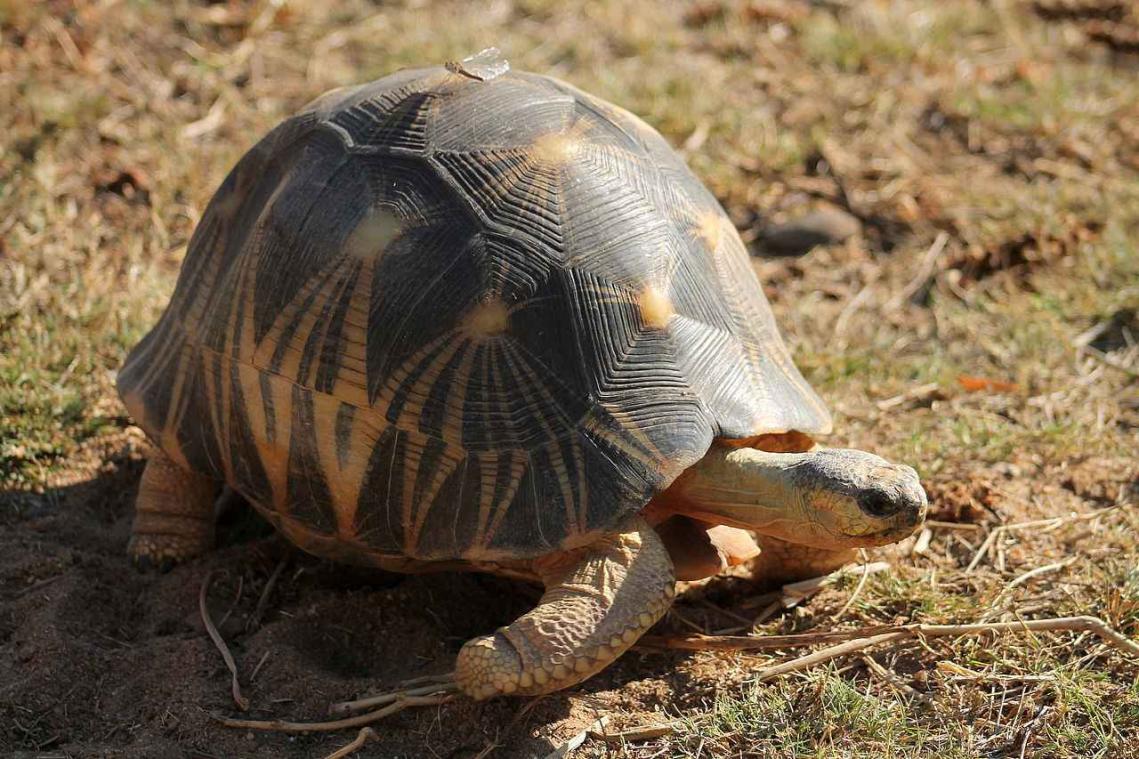 Zeldzame schildpad gestolen uit Australische zoo