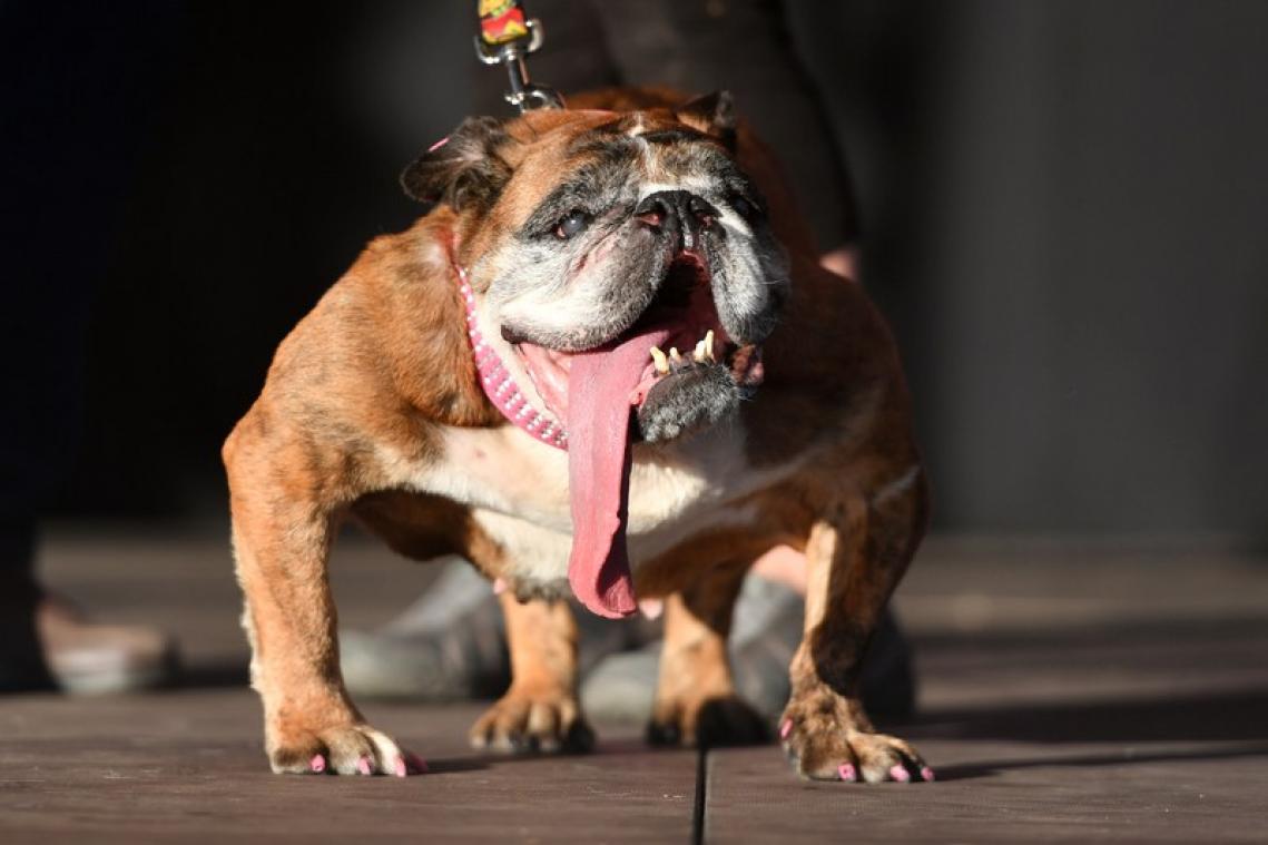 De lelijkste hond ter wereld heeft het loodje gelegd