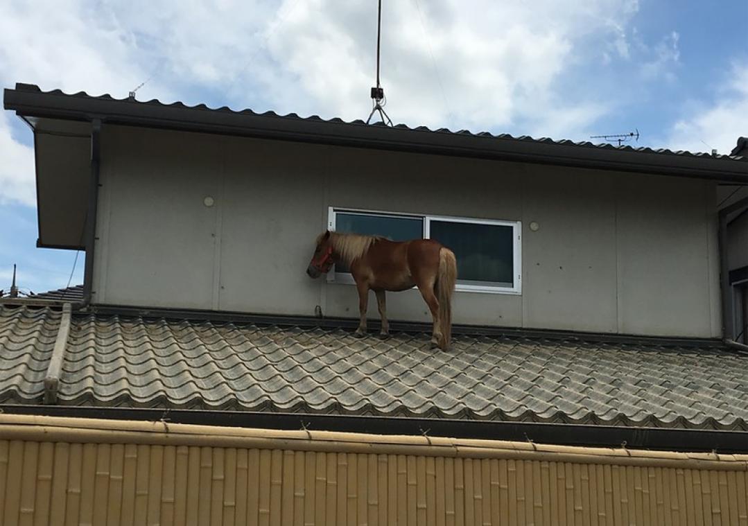 Japans koppel krijgt pony op hun dak