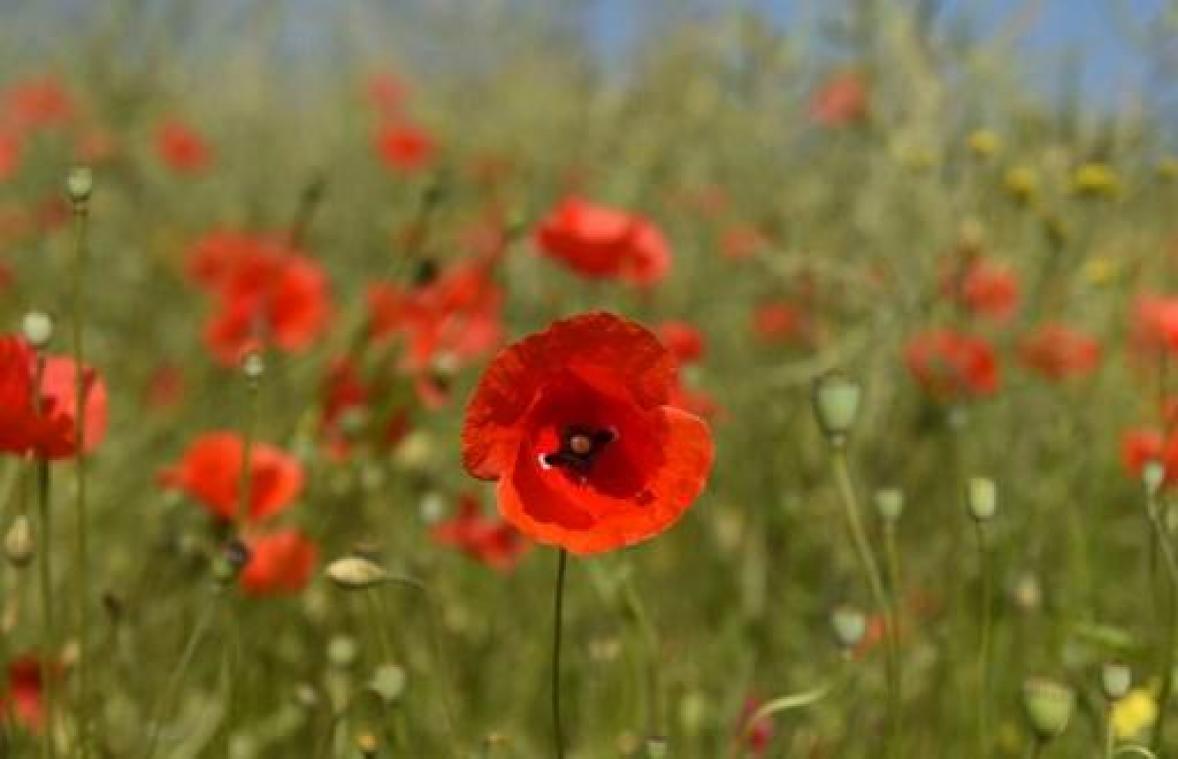 Honderd hectaren klaproosvelden in Vlaanderen om WOI te herdenken