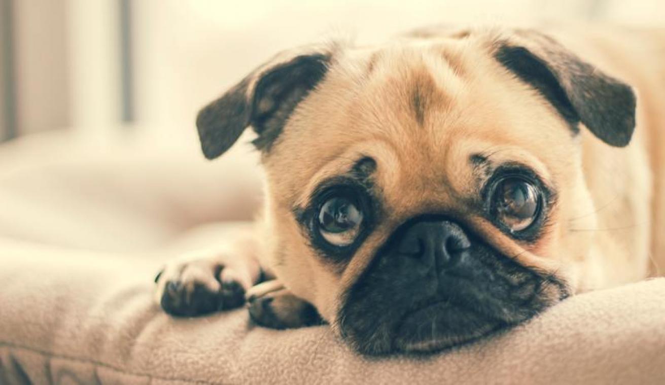 Geef jij deze honden een nieuwe thuis?