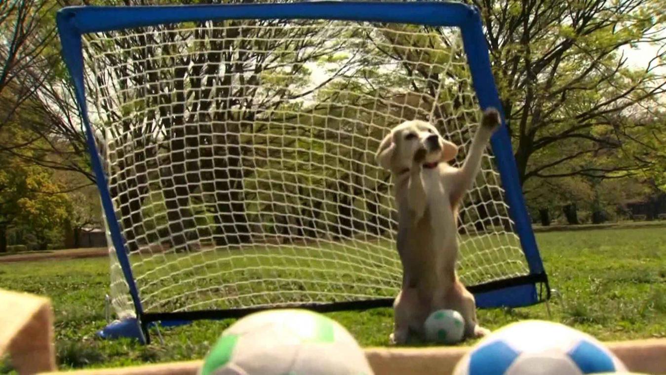 Beagle puppy kraakt wereldrecord