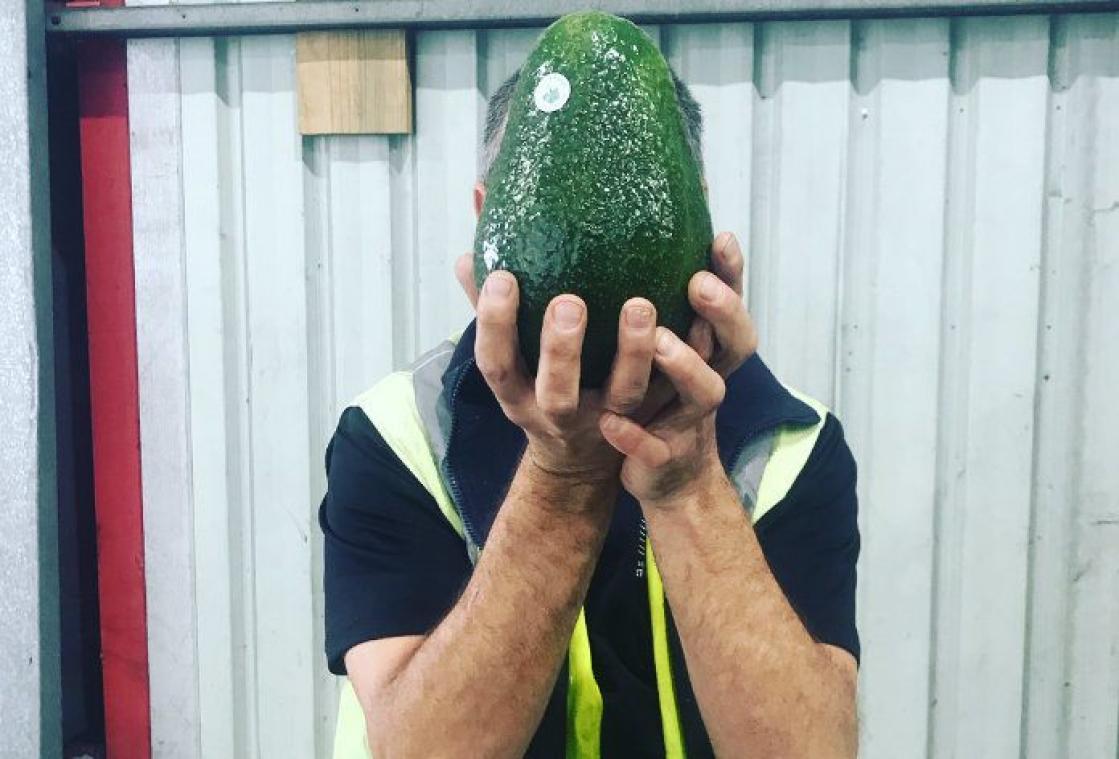 In Australië kan je gigantische advocado's kopen