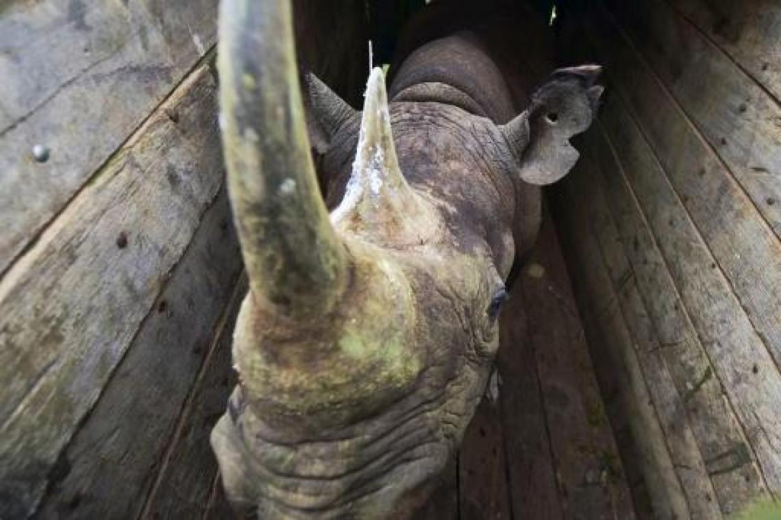 Acht neushoorns dood in Kenia na verhuis naar ander park
