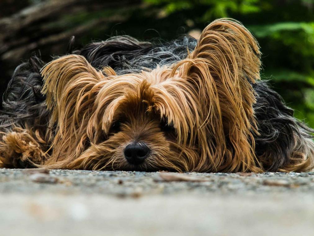 Honden worden depressief door opwarming van de aarde