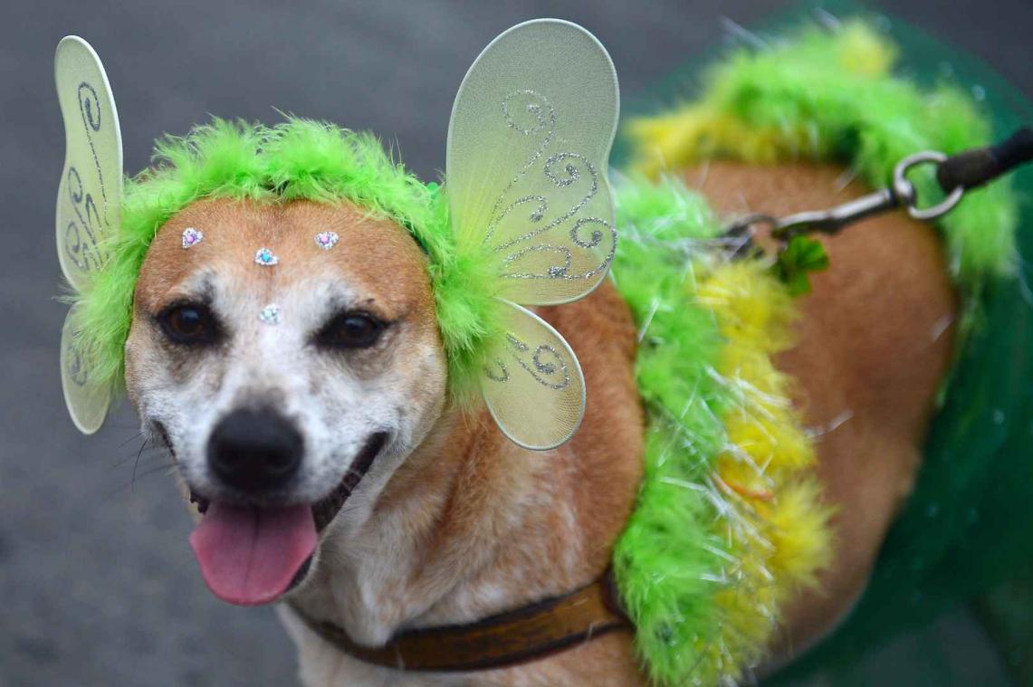 'Party animals' gaan uit de bol in Rio
