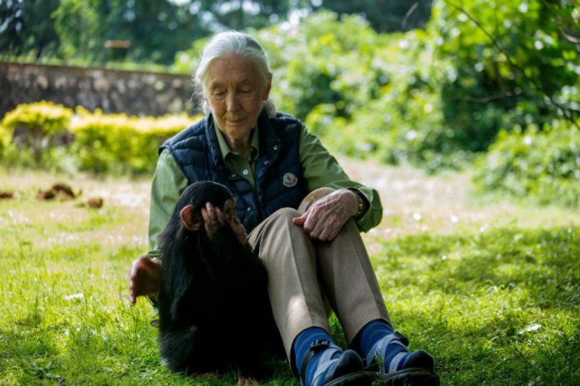 Dierenrechtenactiviste Jane Goodall wil jachtvergunning voor grizzlyberen en daar heeft ze een goede reden voor