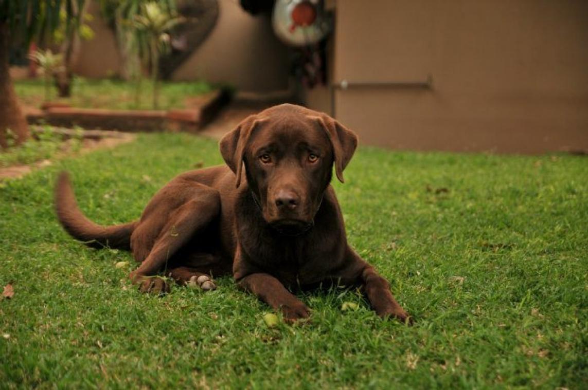 Burger King schenkt terminaal zieke hond tot aan zijn dood gratis cheeseburgers