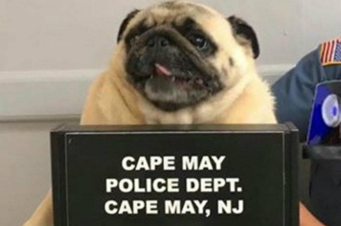 Politie laat stoute mopshond arresteren en neemt een 'pugshot'