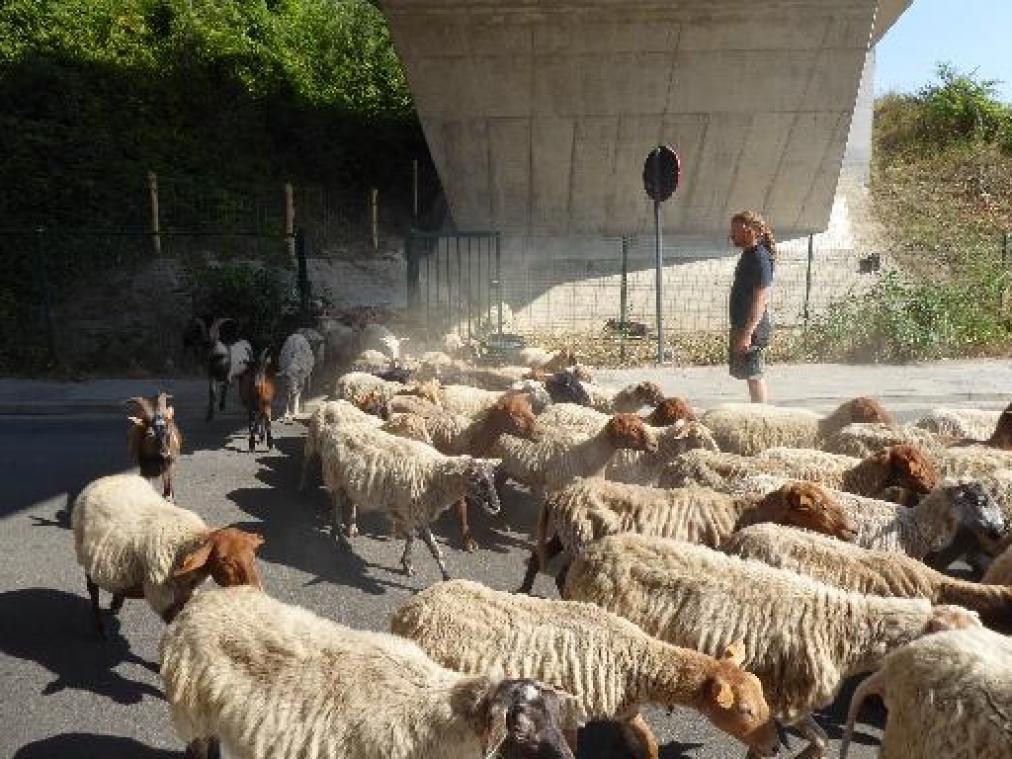 Infrabel laat schapen en geiten grazen op spoorwegbermen