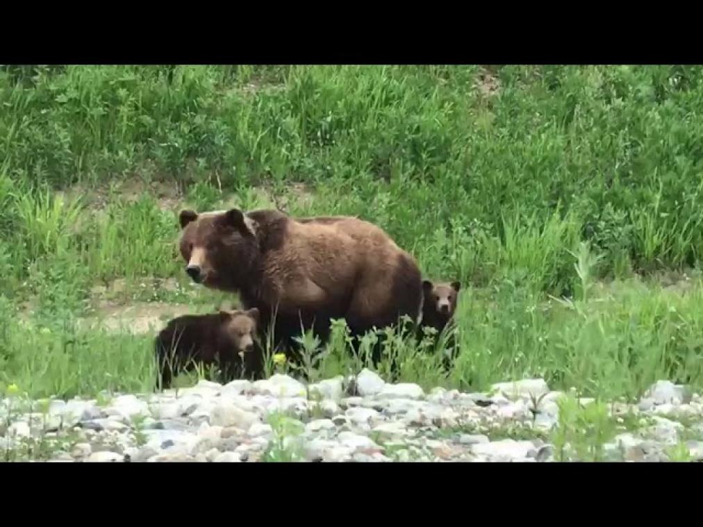 VIDEO. Russische moet familie beren ontwijken op snelweg