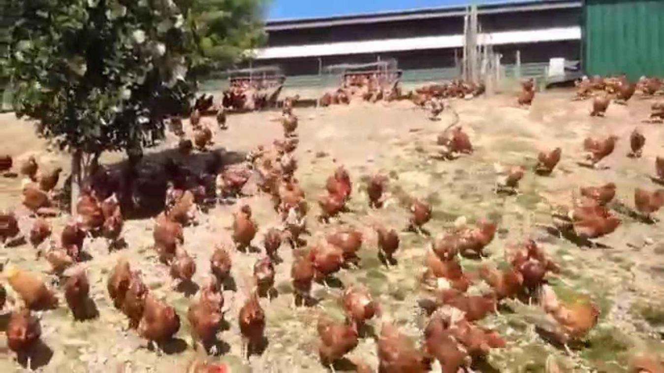 Filmpje van echte 'Chicken Run' gaat viraal