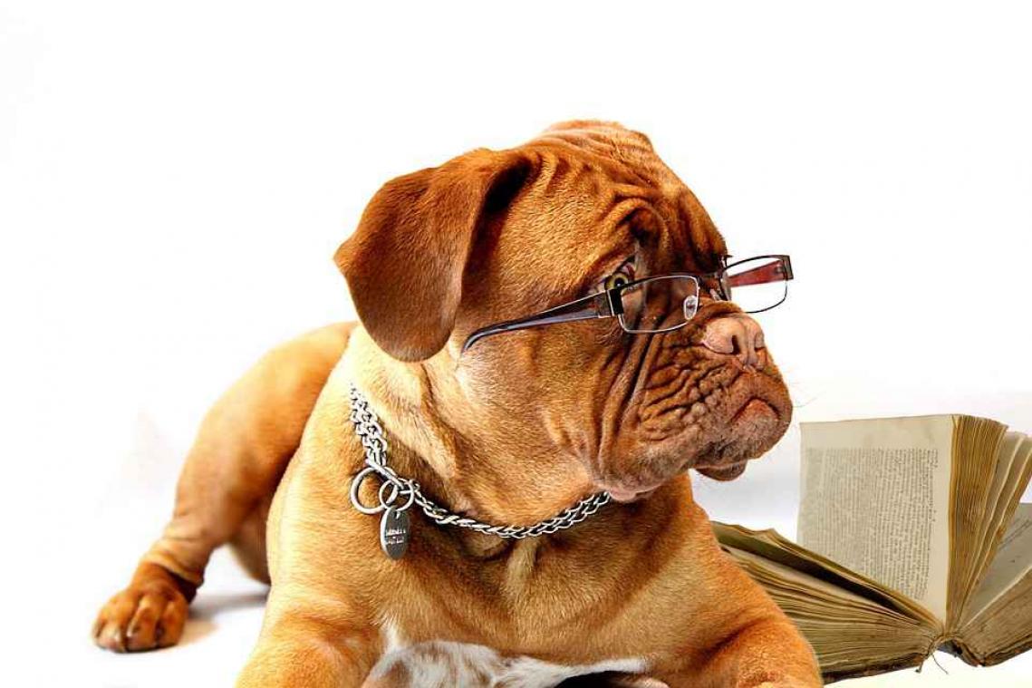 Wetenschappers ontwikkelen IQ-test voor honden