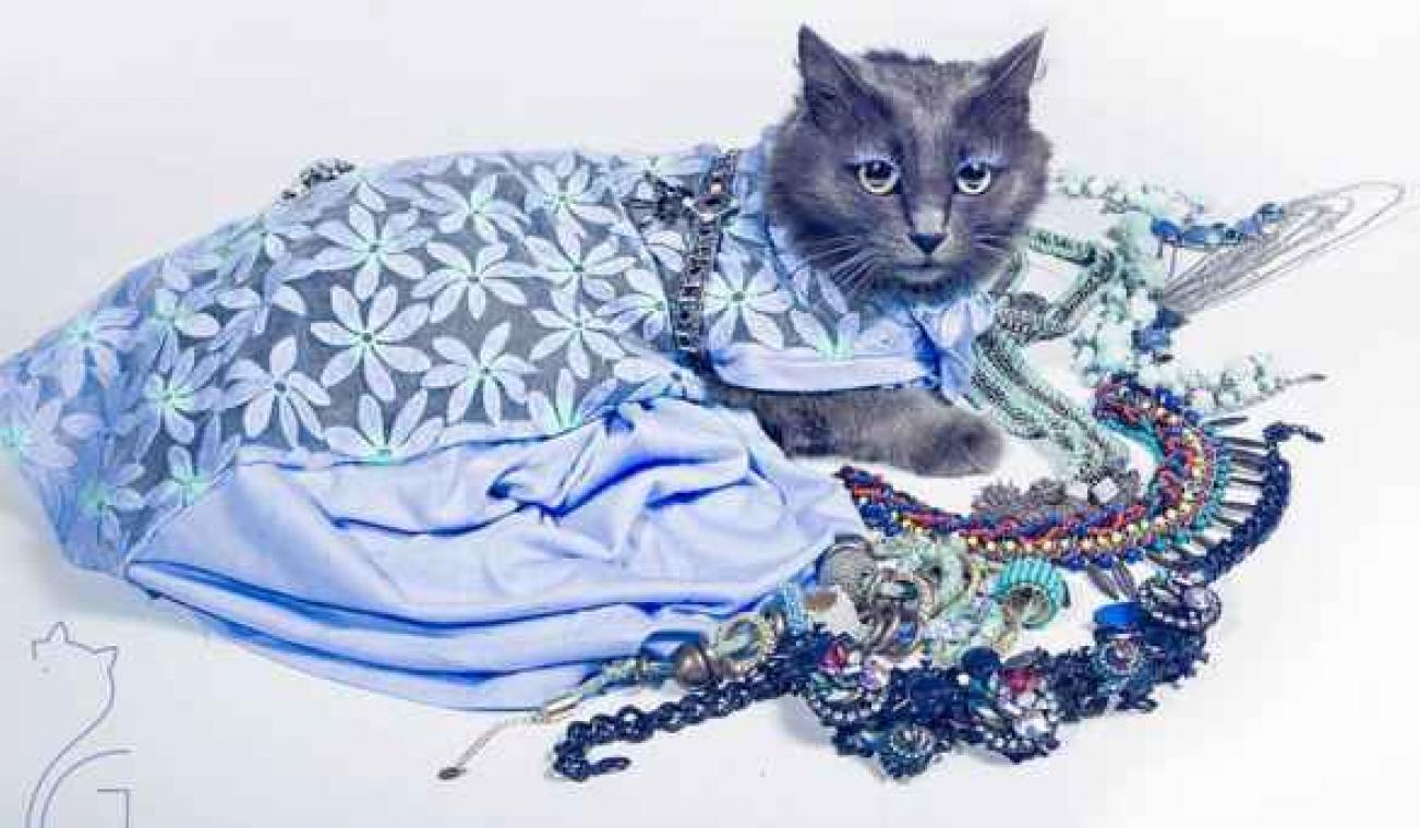 Zwerfkat wordt ware fashionista
