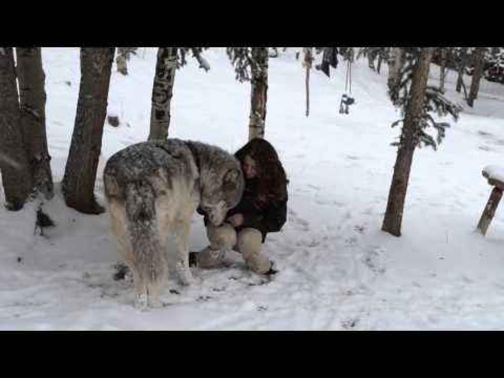 Pluizige wolf wordt graag geaaid