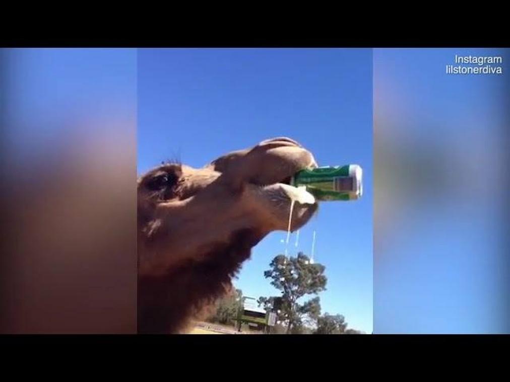 VIDEO. Dorstige kameel trakteert zichzelf op een pintje