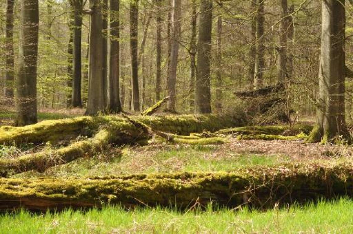 Brandgevaar in Brusselse parken en Zoniënwoud beperkt tijdens hittegolf