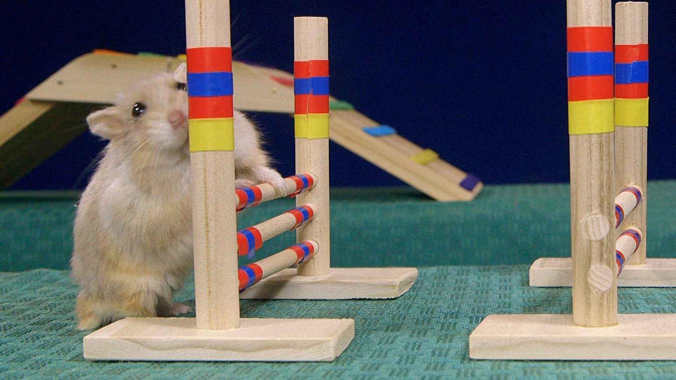 Behendige hamsters nemen het tegen elkaar op