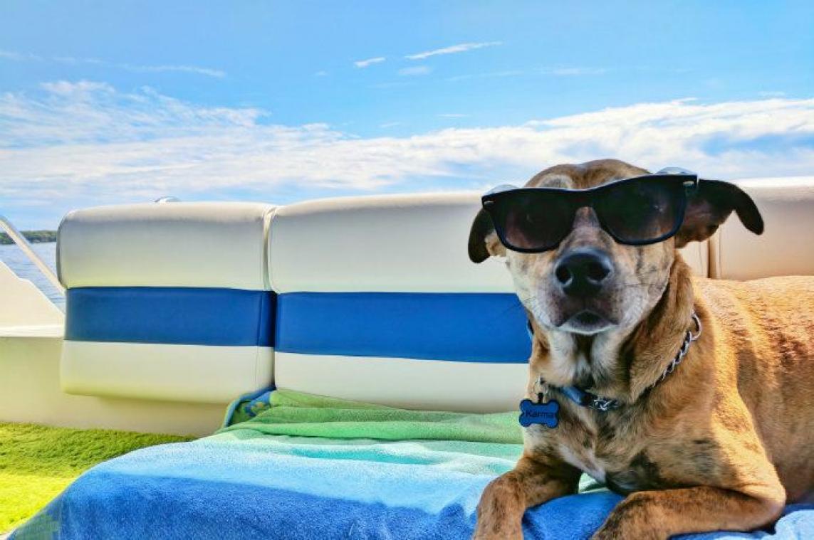 Familie annuleert vakantie nadat hond alle paspoorten opeet