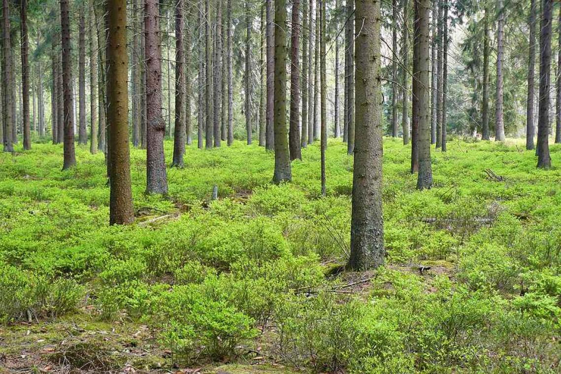 Dieven stelen acht hectare bos