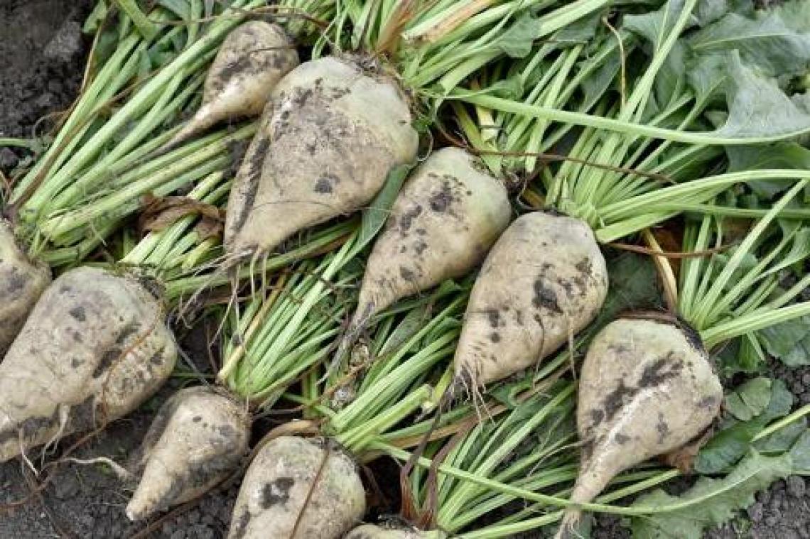 Landbouwbeurs Libramont - Aardappeloogst en bietenoogst scheerden hoge toppen in 2017