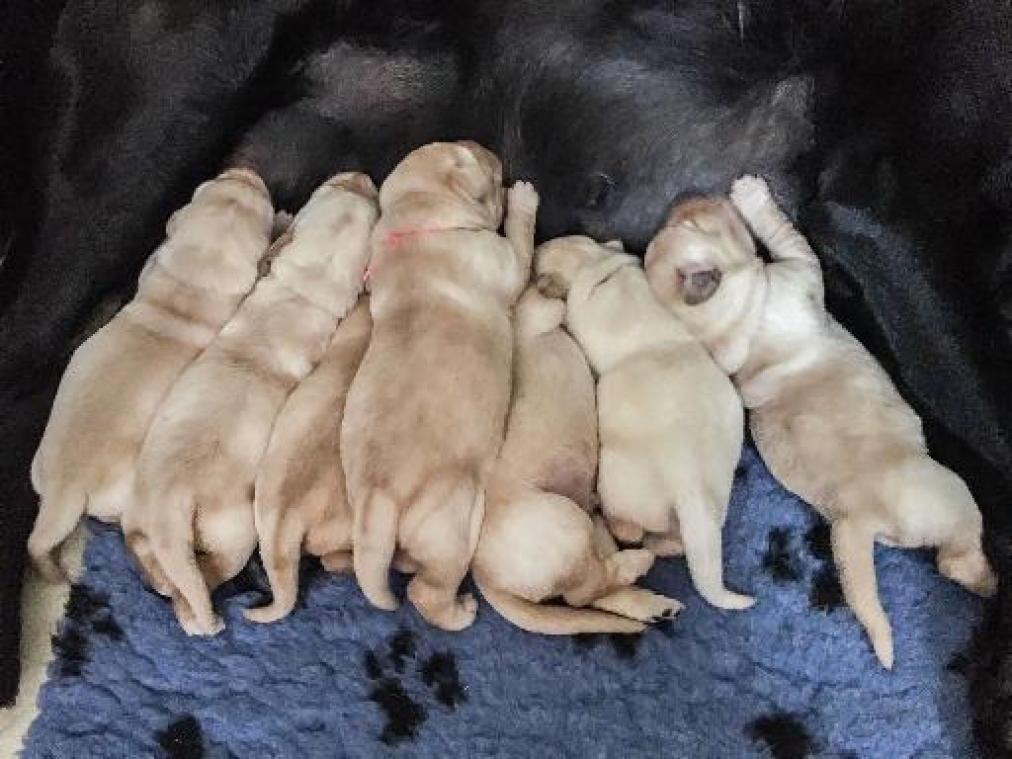 Starling bevallen van nieuwe generatie assistentiehonden