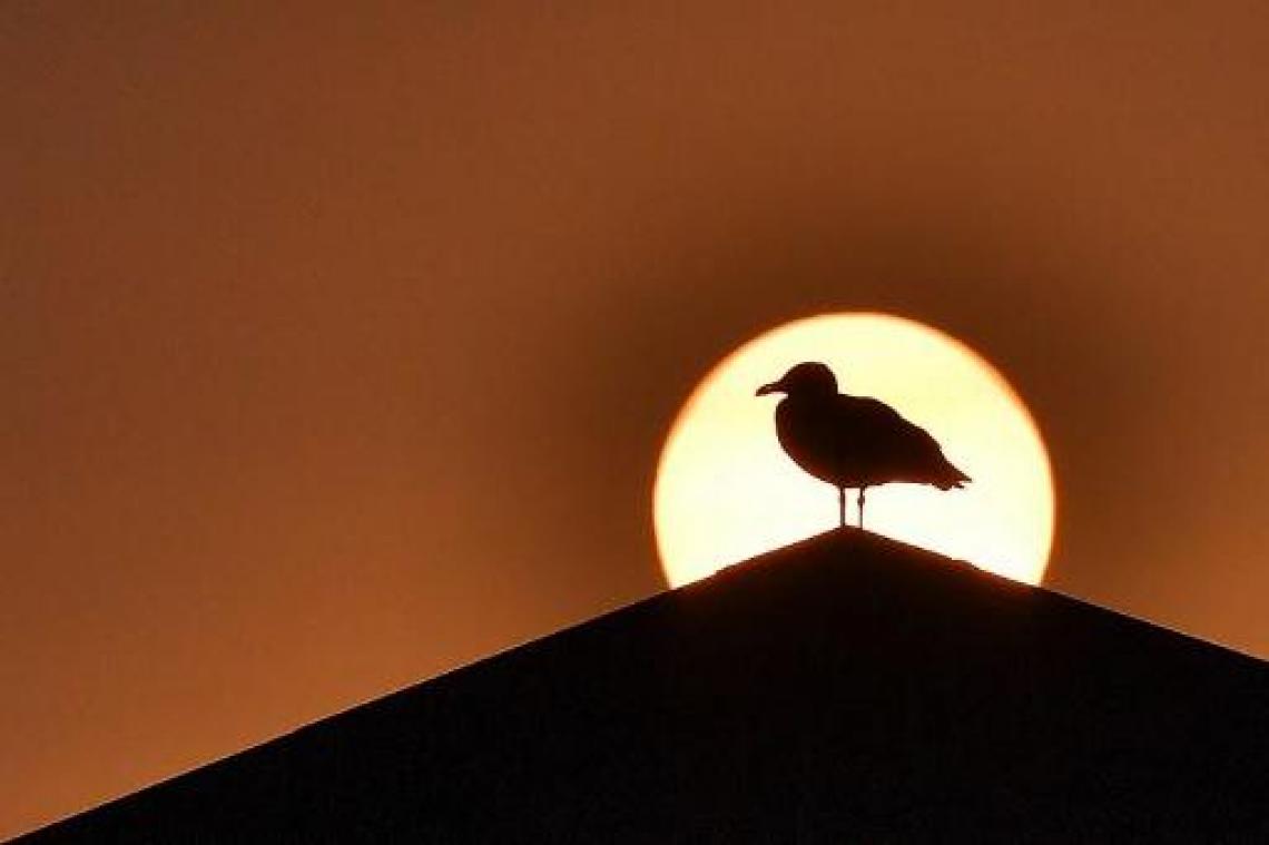 "Help zoogdieren en vogels die geen water vinden met schaaltje water in tuin"