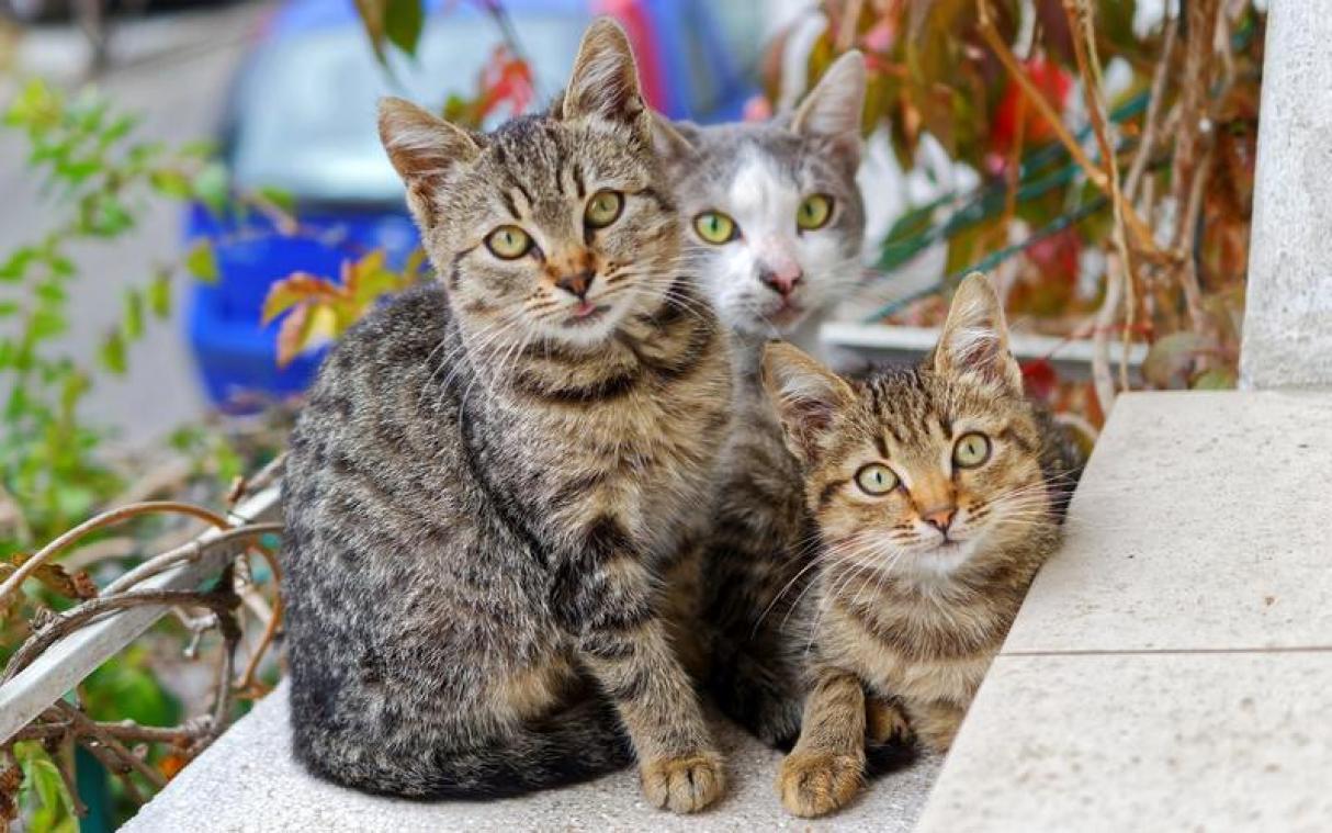 Studie toont aan dat katten liever knuffelen dan te eten