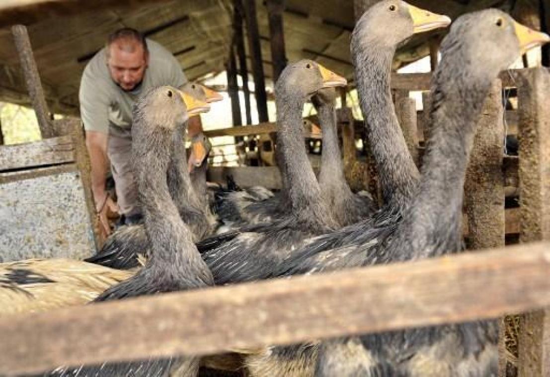 Europese foie grasproducenten hekelen "demagogische beslissing" van Weyts