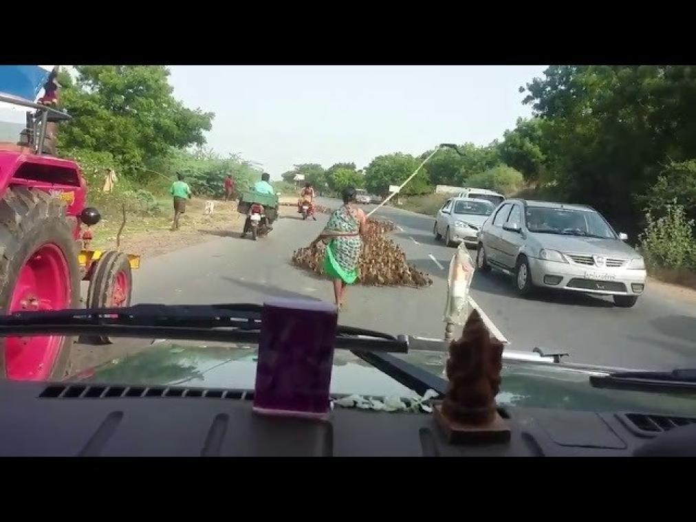 VIDEO. Honderden eendjes zorgen voor verkeerschaos in India