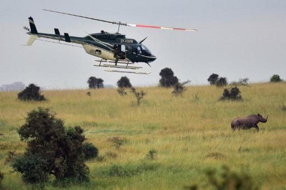 Na verhuis eind juni al tien van elf zwarte neushoorns overleden in Kenia