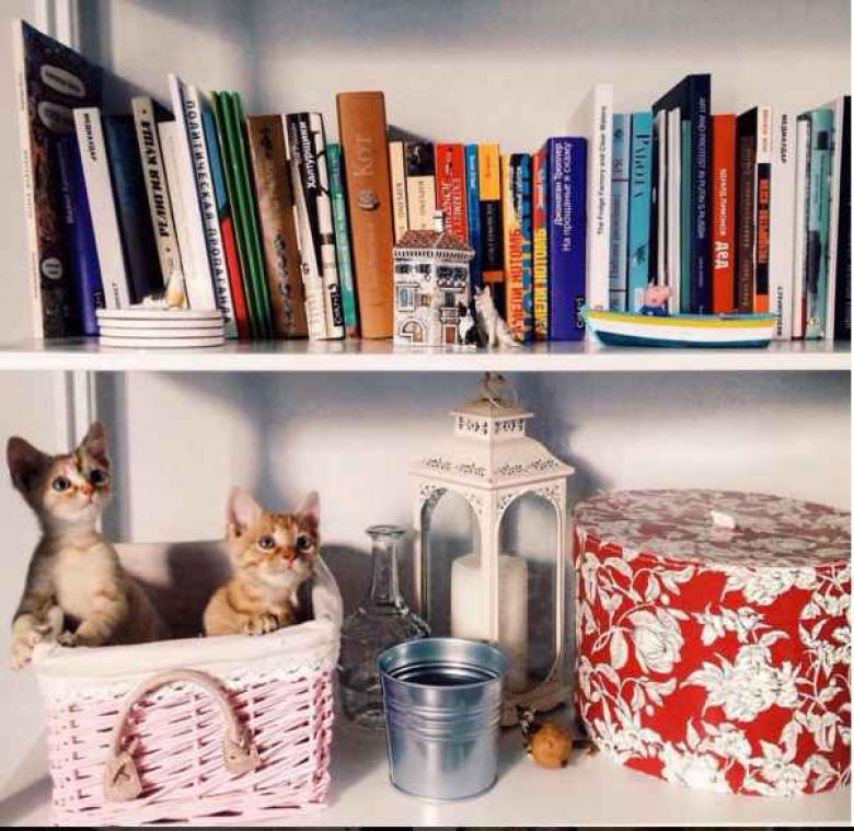 In beeld: Dit schattig kattenduo is onafscheidelijk