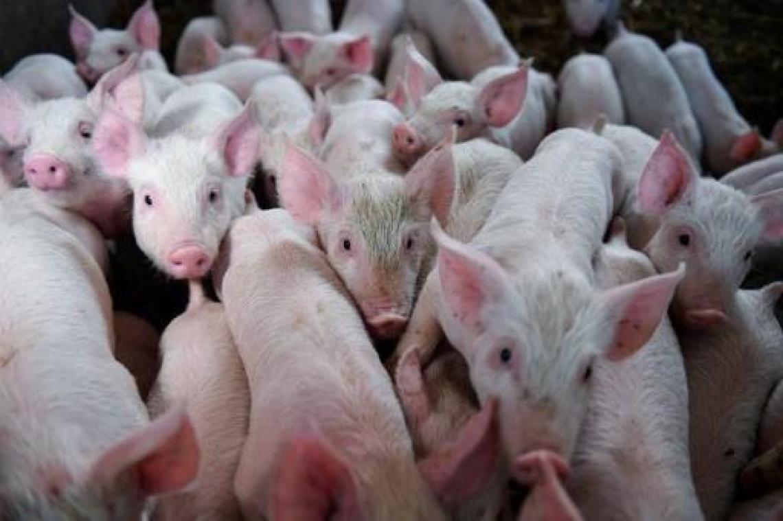 Animal Rights filmt hittestress bij Vlaamse varkens