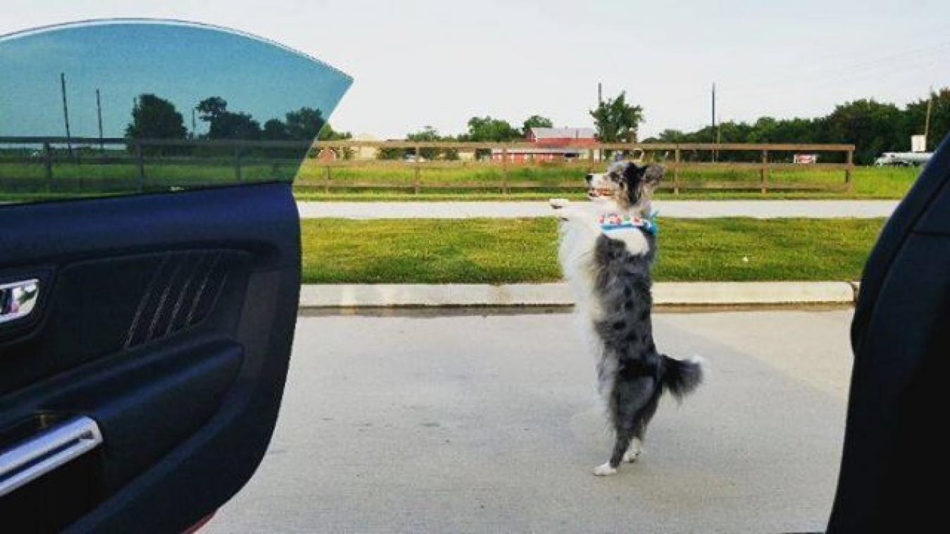 VIDEO. Hond danst #InMyFeelings-challenge