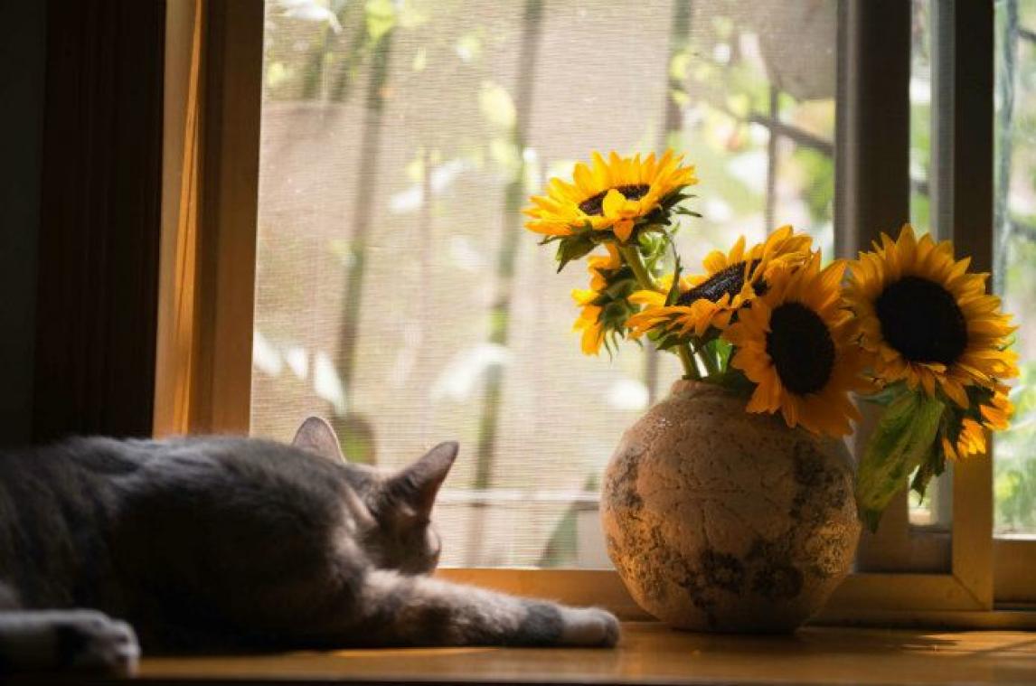 Zo overleven je bloemen deze hitte