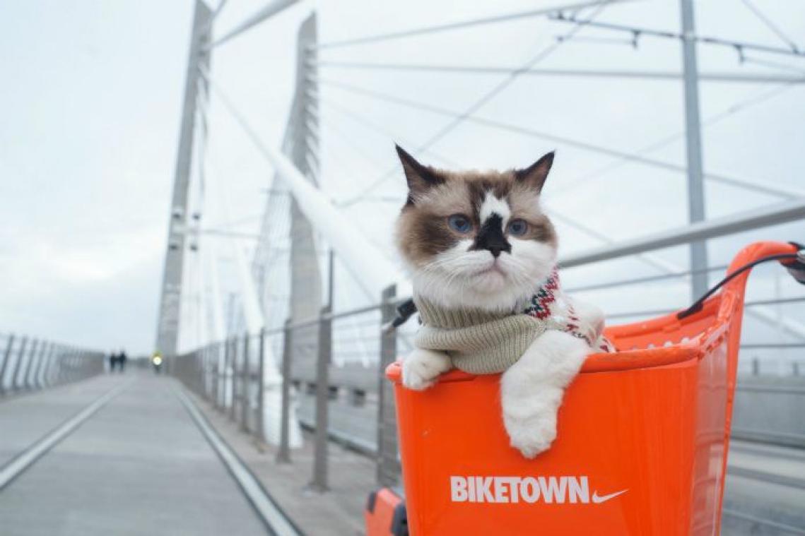 De uitwerpselen van je katten helpen je betere beslissingen te nemen