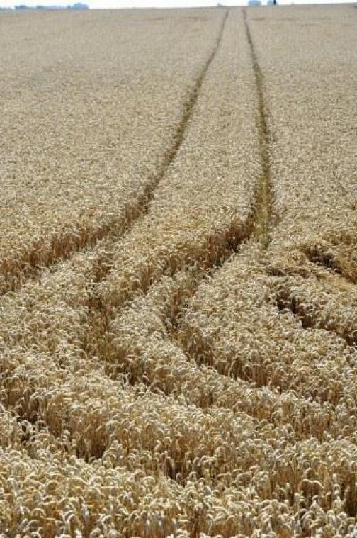 Landbouwgrond in Vlaanderen kost gemiddeld 52.000 euro per hectare