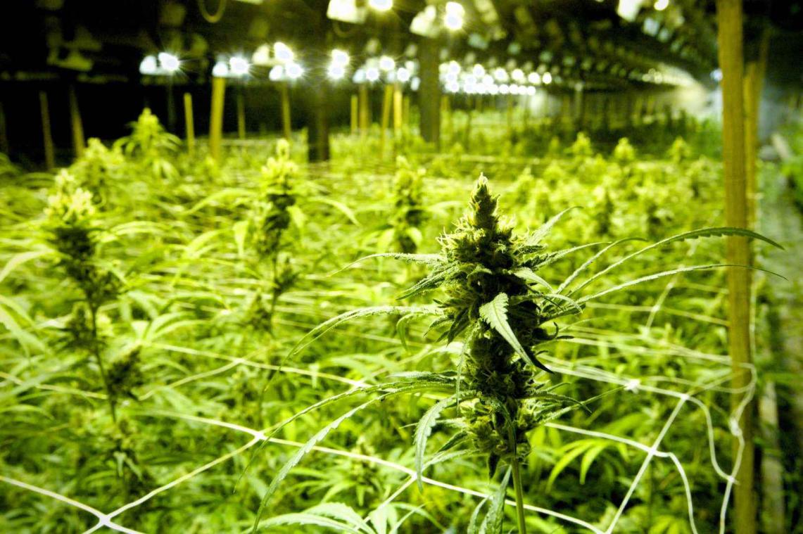 Is dit de opvallendste cannabiskweker?