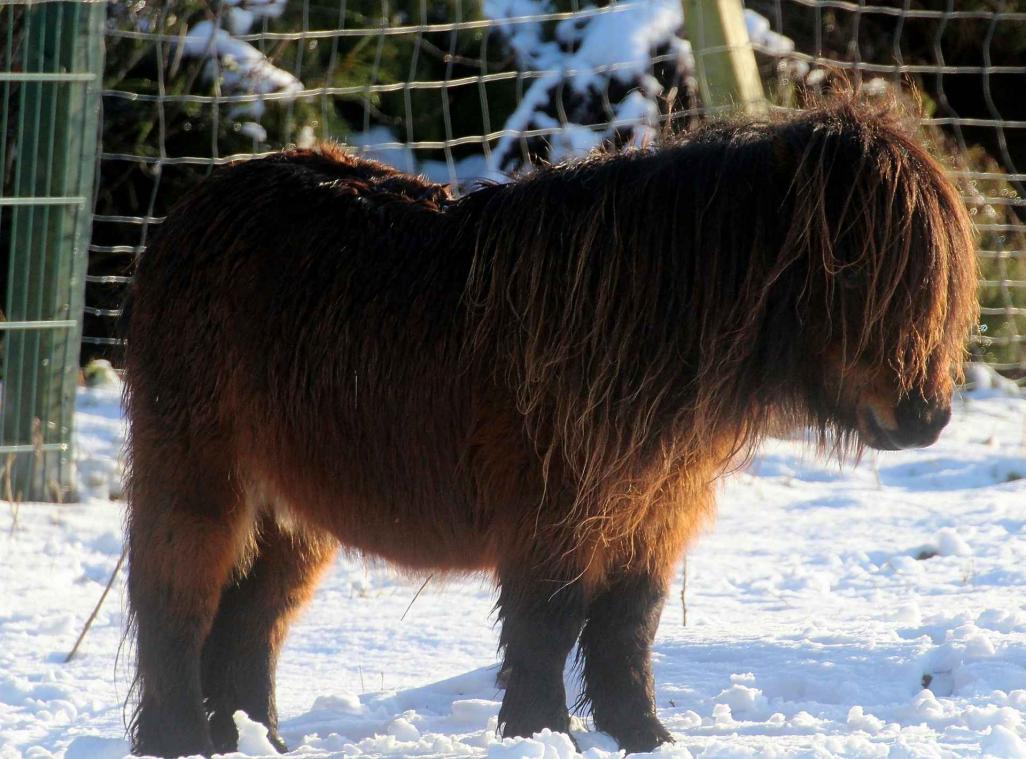 Dronken man neemt pony mee naar frituur