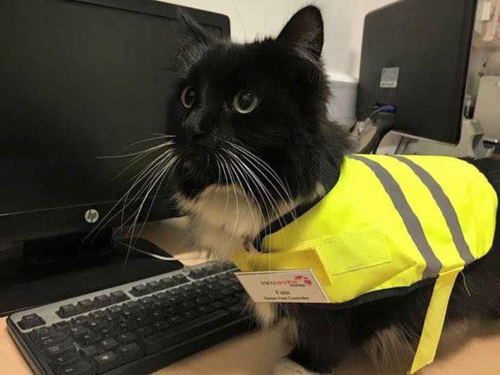 Trotse kat houdt Brits station veilig