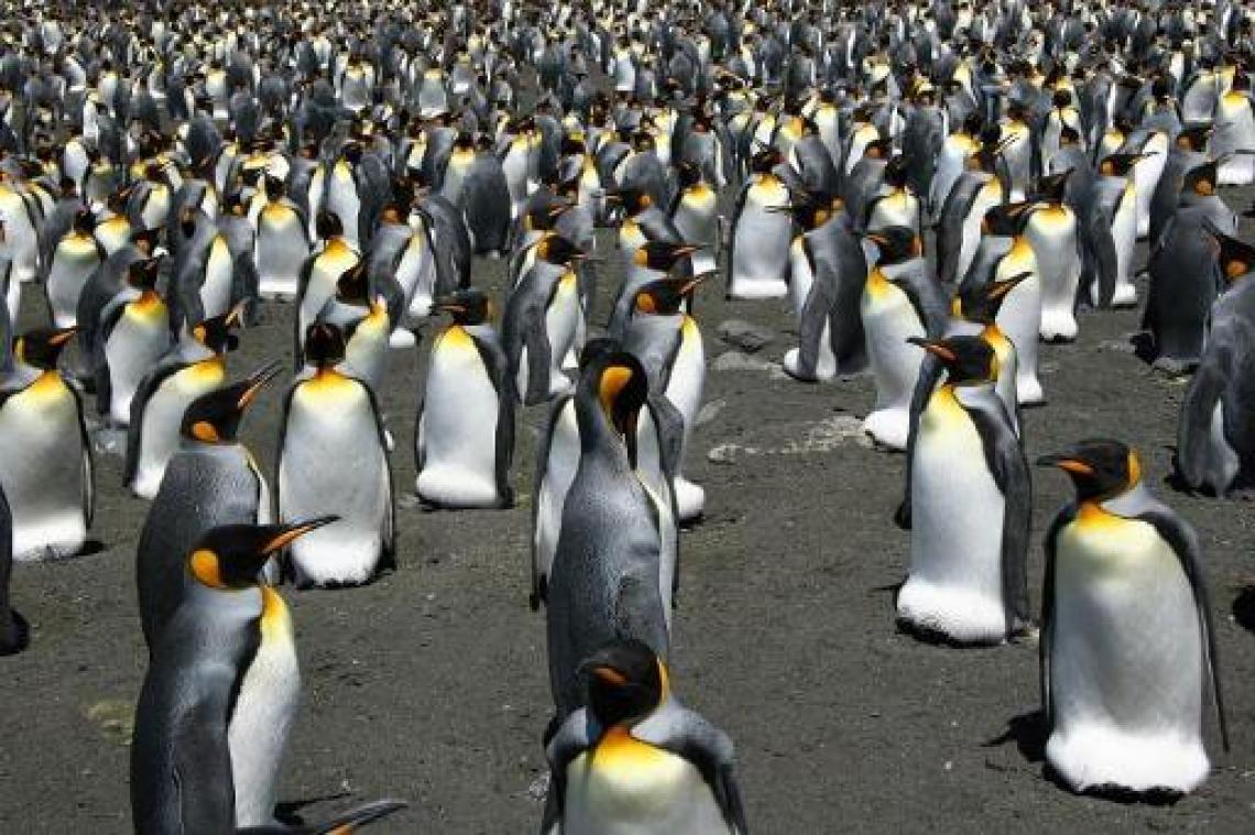 Ooit grootste kolonie koningspinguïns drastisch gekrompen