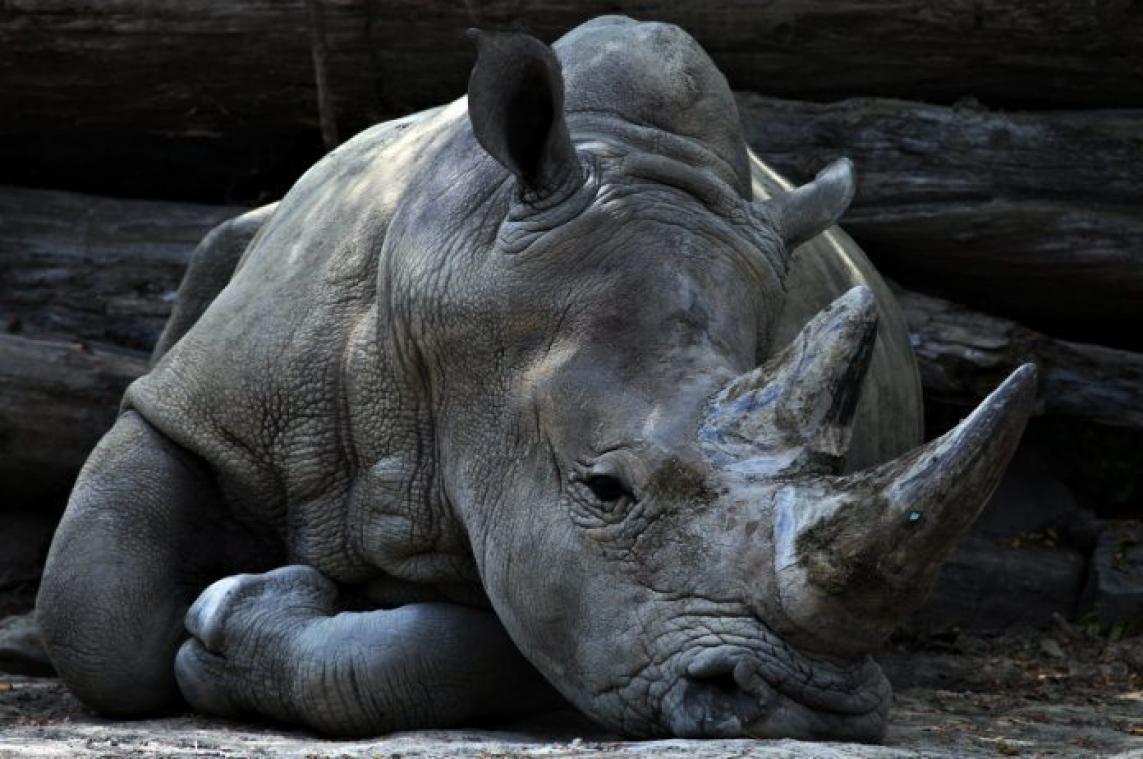 Stropers doden laatste zwarte neushoorn in Kenia