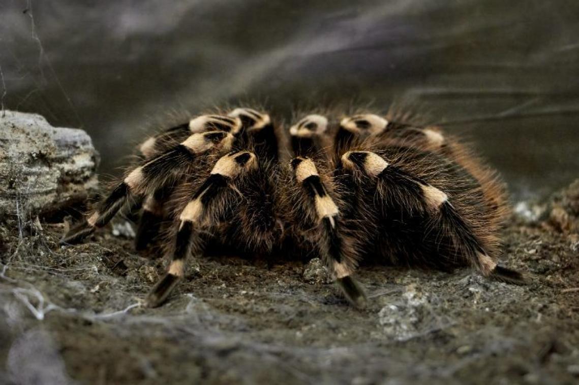 Politie betrapt man met meer dan 90 tarantula's in huis