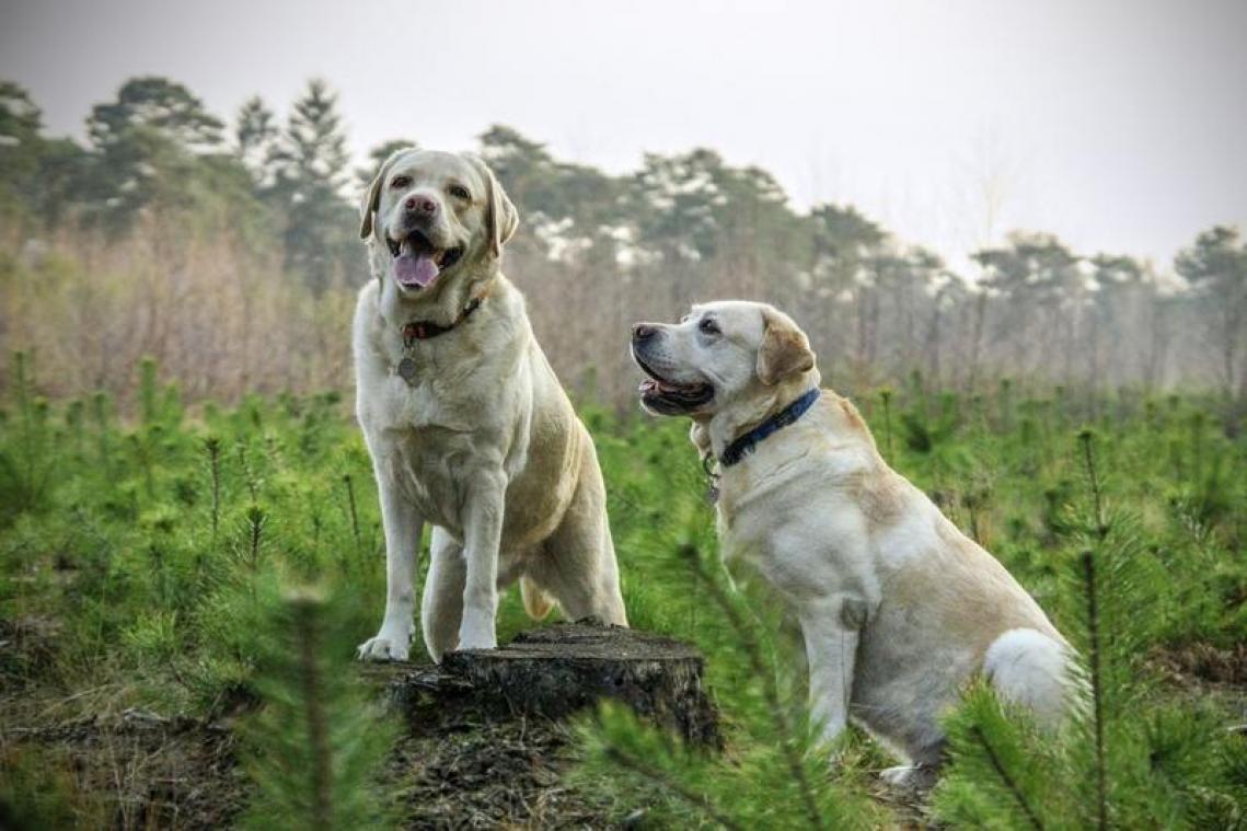 Wie geeft deze honden een nieuwe thuis?