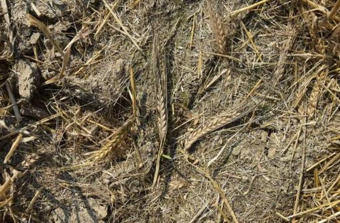 Algemeen Boerensyndicaat vraagt om maatregelen wegens aanhoudende droogte
