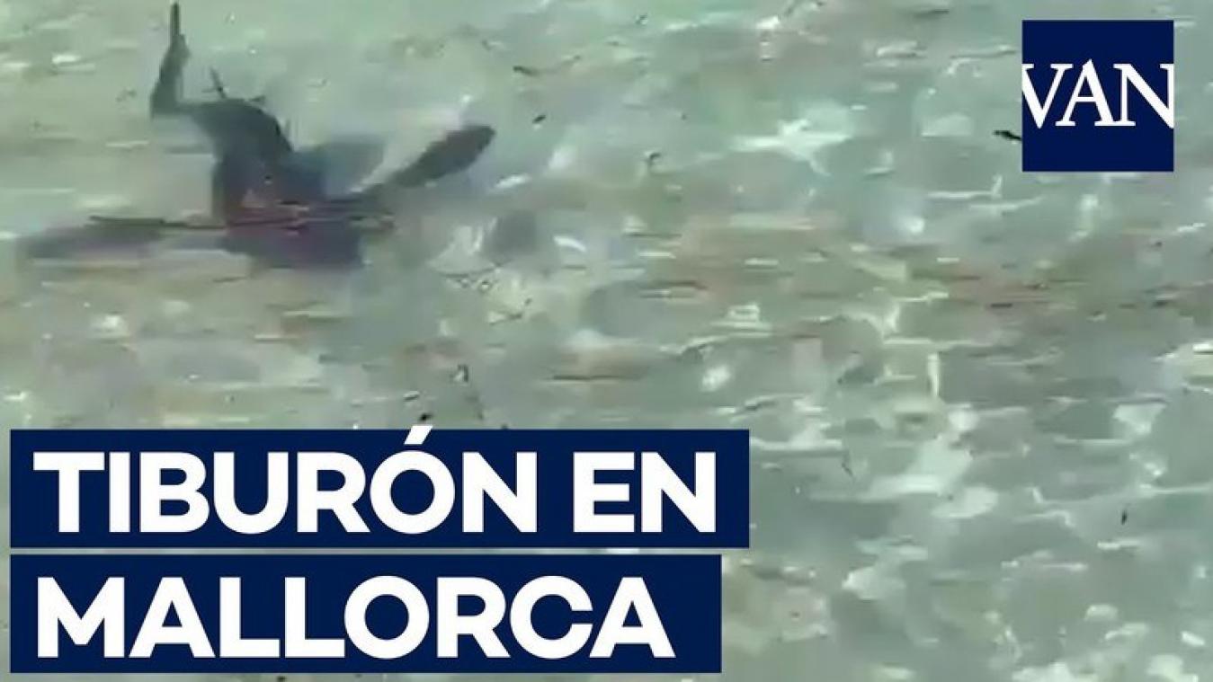 VIDEO. Haai gevangen voor de kust van Mallorca