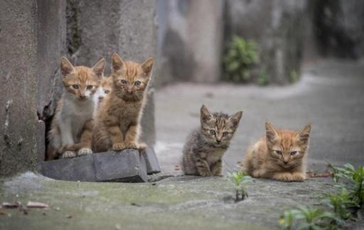 Dierenasielen overspoeld met kittens en katten